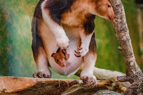 Filhote de canguru arborícola espécie em extinção nasce em zoológico