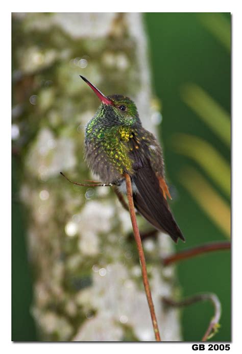 RUFOUS-TAILED HUMMINGBIRD