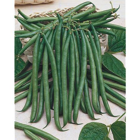 Haricot Nain Filet Mangetout Altona Graines Baumaux