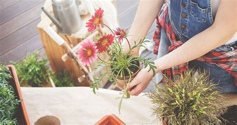 8 Consejos Prácticos Para El Cuidado De Tus Plantas O Jardín Clean