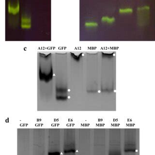 Binding Analysis Of Purified Anti Gfp Vhhs To Purified Gfp By