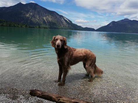 Camping Mit Hund Am Chiemsee Urlaub Am Chiemsee Und Im Chiemgau