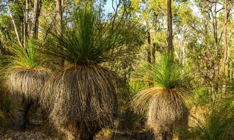 Xanthorrhoea Drummondii or Grass Tree Stock Image - Image of australia ...