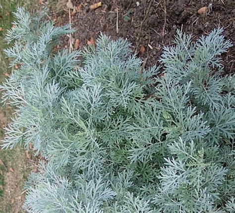 Wormwood Absinthe Artemisia Absinthium Medicinal Herb Etsy