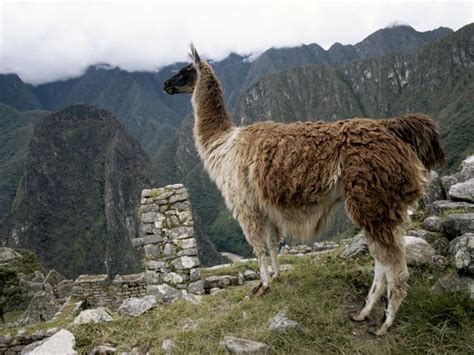 Llama Lama Glama Characteristics Habitat Feeding And Reproduction