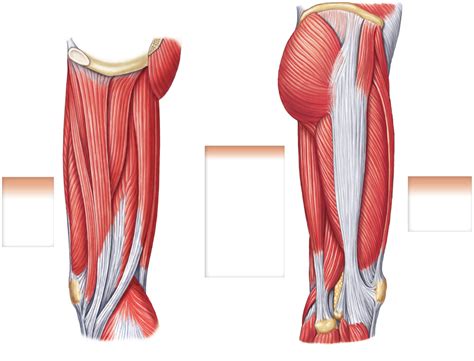 Muscles Of Hip And Thigh Medial And Lateral Diagram Quizlet