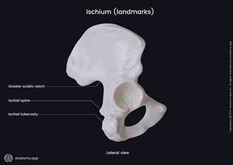 Ischial Spine Surface Anatomy