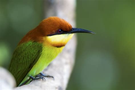 Parc National De Yala Safari L Opard Visite D Une Joun E Avec