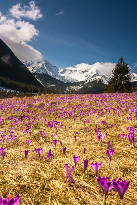 Fields of Flowers on Behance