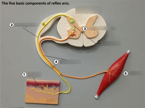 The Five Basic Components Of Reflex Arcs Diagram Quizlet