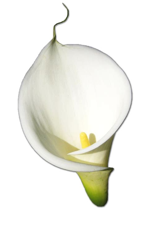 Callalily Png Images Transparent Free Download