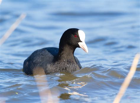 Foulque Macroule Eurasian Coot Etang De Saint Quentin En Flickr