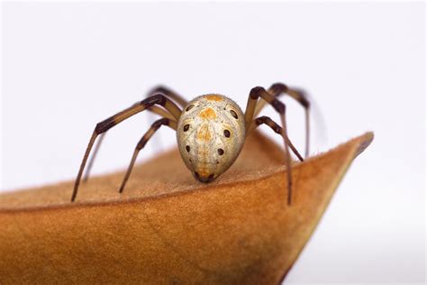 Brown Widow Spider | Center for Invasive Species Research