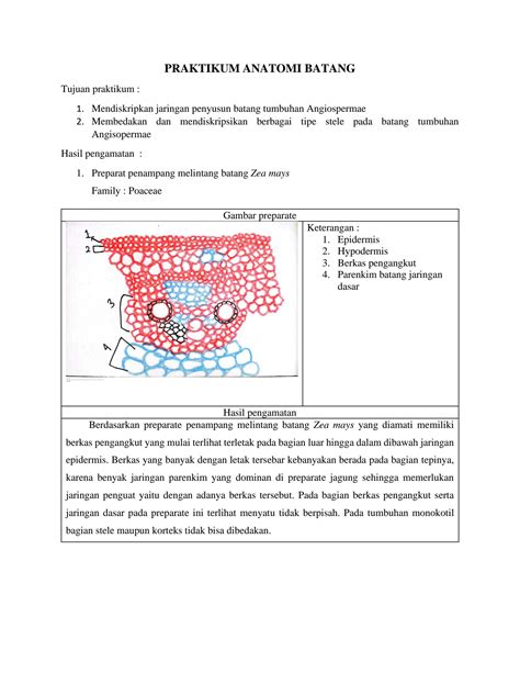 6 Laporan Praktikum Biologi Umum Struktur Anatomi Batang Laporan Porn