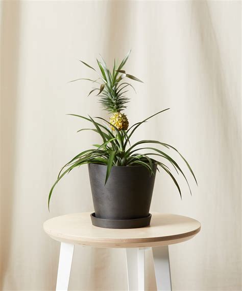 Pineapple Plant Care - How to Grow Ornamental Pineapple Plant