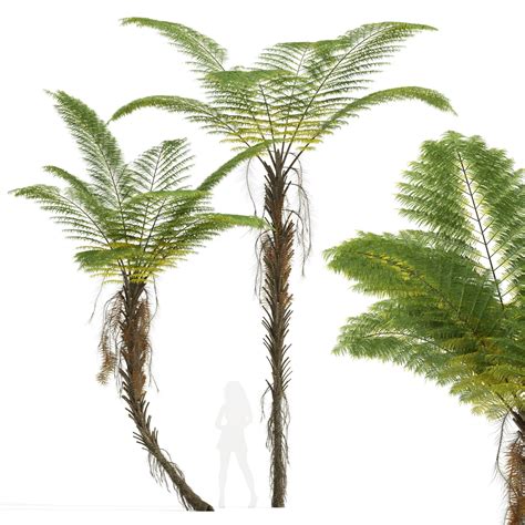 New Plant High Detail Alsophila Spinulosa Fern Tall D Model Cgtrader