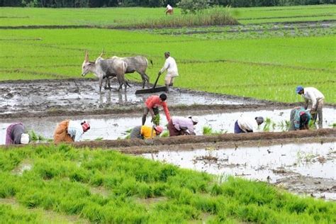 In Kharif Sowing Season Paddy Pulses Oilseeds Land Lags Behind While