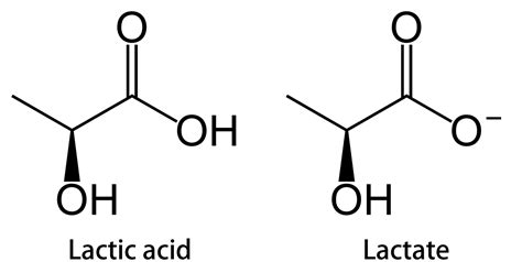 lactate vs. lactic acid – Pression