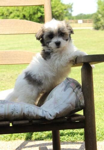 Havanese Puppy for Sale - Adoption, Rescue for Sale in Scurry, Texas ...