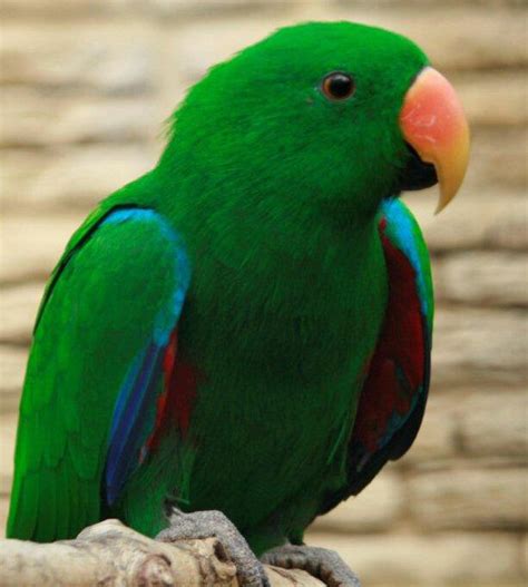 Eclectus Fact Sheet Northern Parrots