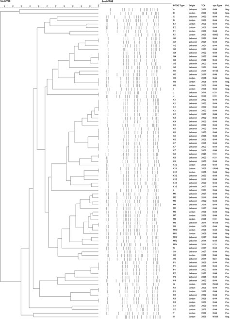 Dendrogram Of Pfge Clusters Of Cc Isolates Smai Macrorestriction