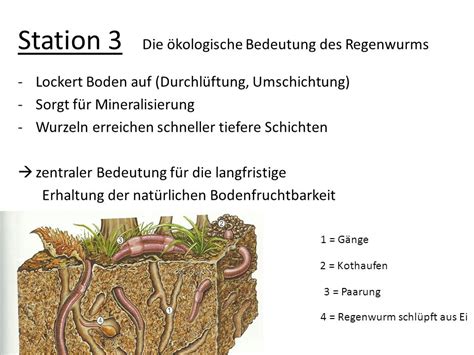 Stationen Zum Regenwurm Ppt Video Online Herunterladen