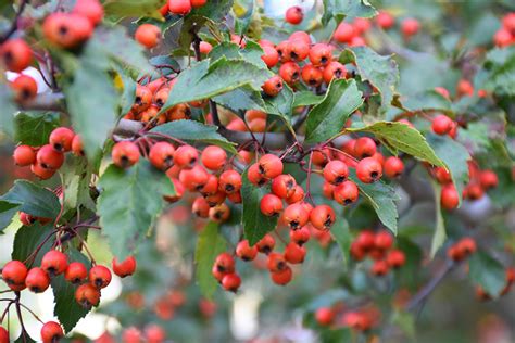 Winter King Hawthorn Crataegus Viridis Winter King In Lancaster