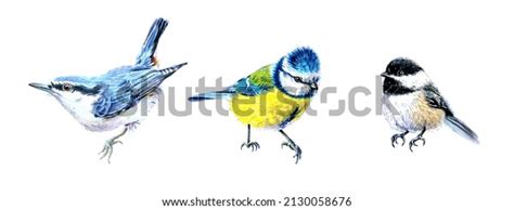 Blue Tits Pen Ink Drawings Royalty Free Images Stock Photos Pictures Shutterstock