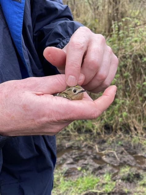 Bird Ringing Demonstration From Birdwatch Ireland Greystones Tidy Towns