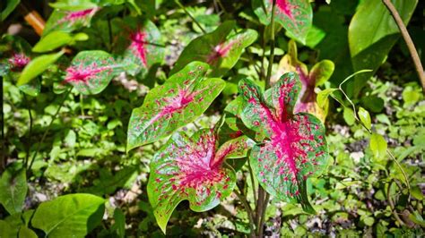 How To Plant Caladium Bulbs The Easy Way