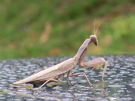 Praying Mantis Profile Hawaii Pictures