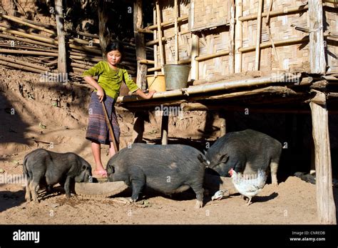 Girl Tending Pigs Laos Stock Photo Alamy