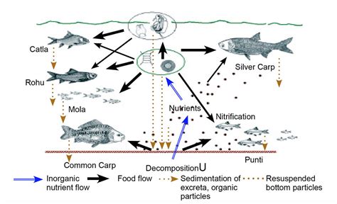 Joint Culture Of Carps In Bangladesh Responsible Seafood Advocate