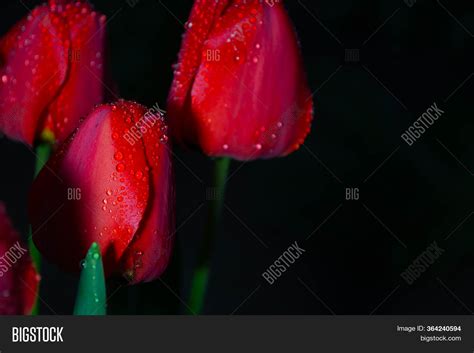 Red Tulips On Dark Image & Photo (Free Trial) | Bigstock