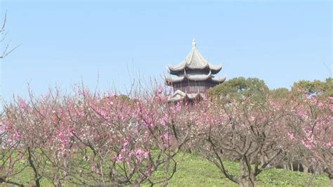 第十届上海梅花节下周开幕，2000亩花海先睹为快→关注民生