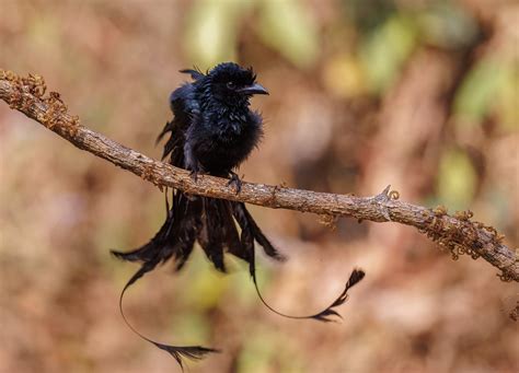 A Greater Racket Tailed Drongo Making A Racket A Large Dr Flickr