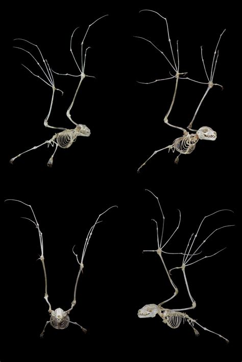 image therapy | Bat Skeleton. Articulated by Ryan Matthew.