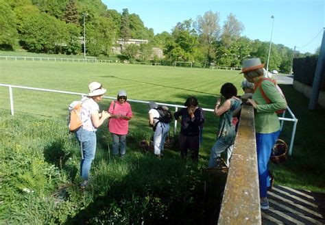 Villefranche De Panat Balade D Couverte Des Plantes Sauvages Et