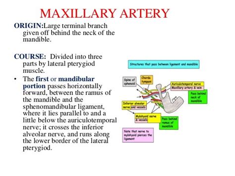 External carotid artery, branches and ligation