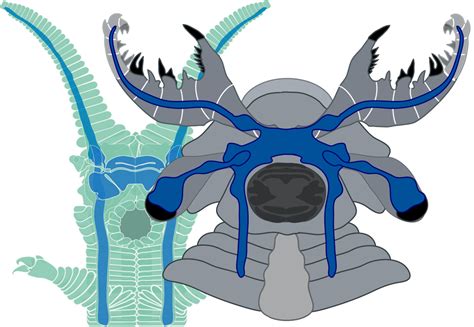 Fossils of strange Cambrian predator preserved with brain impressions | Ars Technica