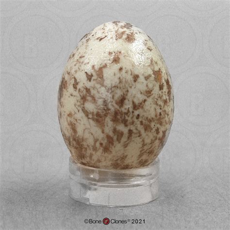 Northern Cardinal Egg - Bone Clones - Osteological Reproductions