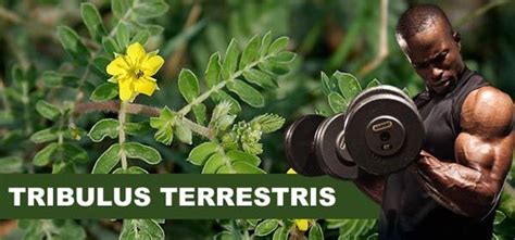 Tribulus Terrestris Tudo O Que Voc Precisa Saber Antes De Usar