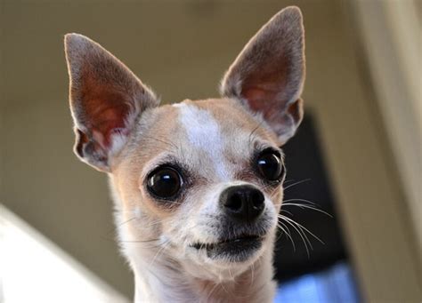 115 Cute Girl Chihuahua Names – Female Names for Chihuahuas - PetPress