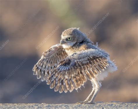 Burrowing Owl Chick Stock Image C055 7113 Science Photo Library