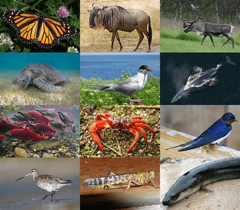 Famous Animal Migrations Quiz - By theobashau