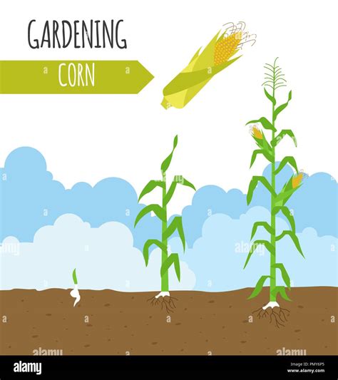 Garden Sweet Corn Plant Growth Vector Illustration Stock Vector