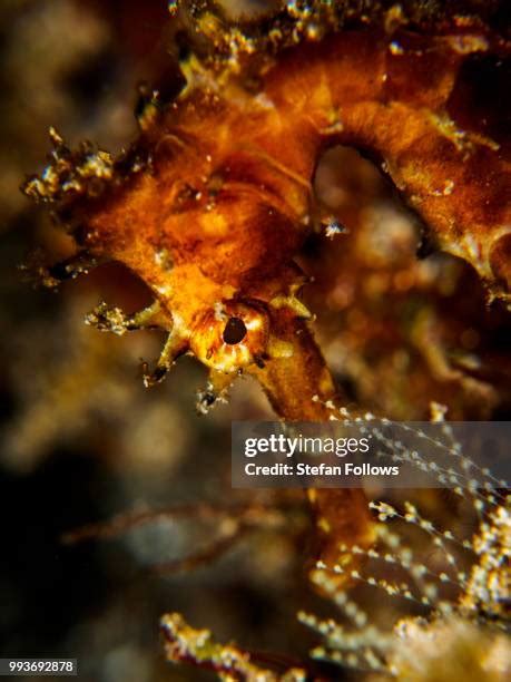 325 Brown Starfish Stock Photos, High-Res Pictures, and Images - Getty Images