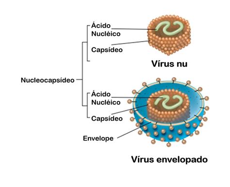 O Que E Um Virus Envelopado Br