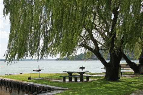 Picnic Spot Under Willow Tree Free Stock Photo Public Domain Pictures