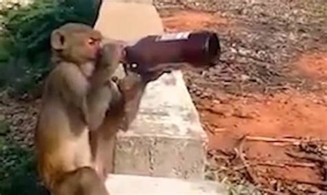 He S My Prime Mate Monkey Steals Bottle Of Beer From Tourist And Then